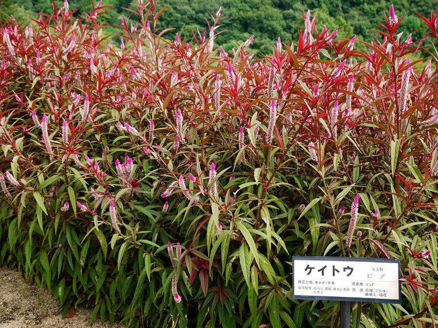 　　和歌山県植物公園緑花センター　_b0093754_23134025.jpg