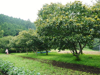 株式会社 旬援隊 栗の収穫と私の思い_a0254656_1754391.jpg