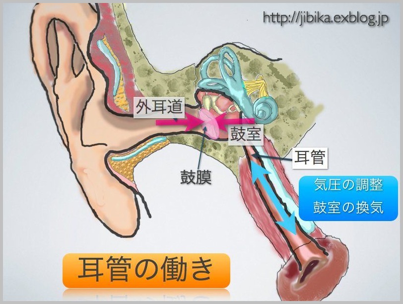 耳管開放症_e0084756_1955258.jpg
