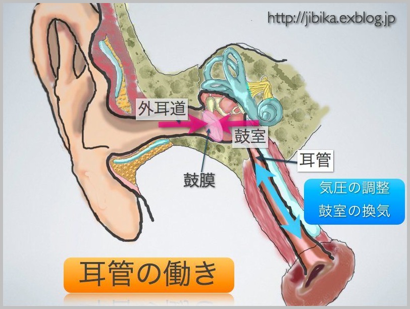 耳管開放症 あさひ町榊原耳鼻咽喉科 院長のブログ