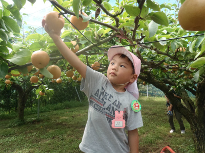 家庭教育学級　九重幼稚園梨狩り_b0197668_16534817.jpg