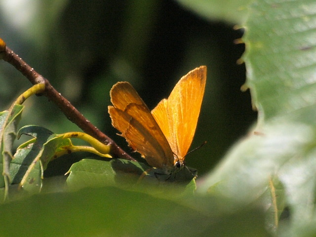 a0146869_47393.jpg