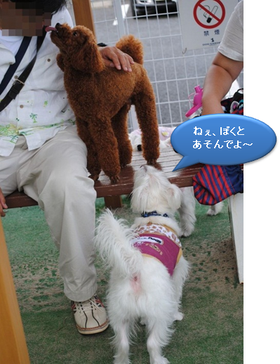 ♪ ダニエル DOG GARDEN RESORT 鶴ヶ島へ  ♪　ドッグラン編_b0242873_22114246.png