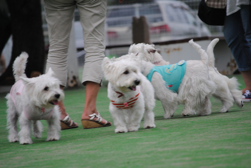 ♪ ダニエル DOG GARDEN RESORT 鶴ヶ島へ  ♪　ドッグラン編_b0242873_224650100.jpg