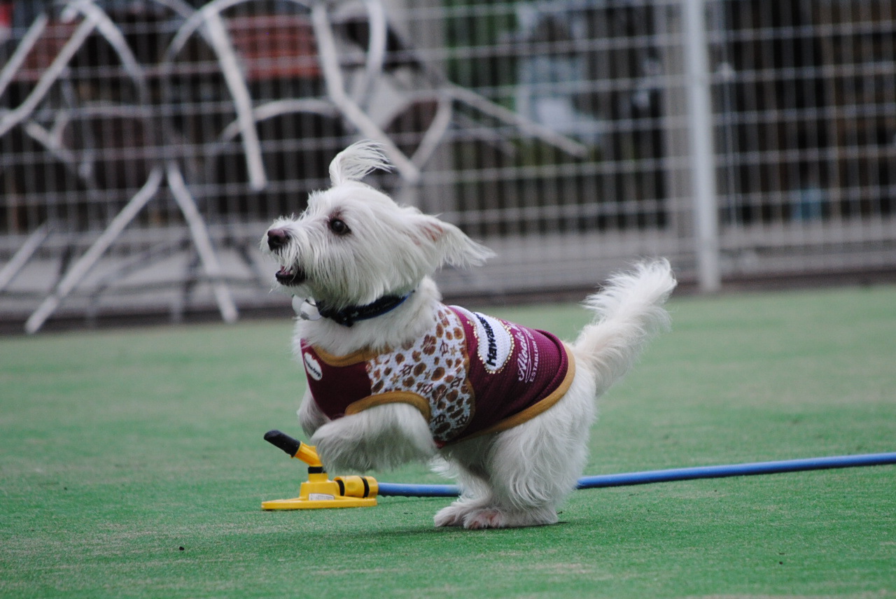 ♪ ダニエル DOG GARDEN RESORT 鶴ヶ島へ  ♪　ドッグラン編_b0242873_7561978.jpg