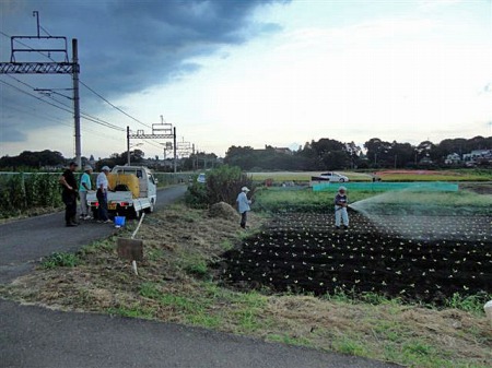 白菜畑の散水　2012.9．11（火）_c0145581_8293220.jpg