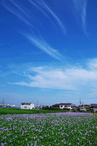 a0275782_0543925.gif
