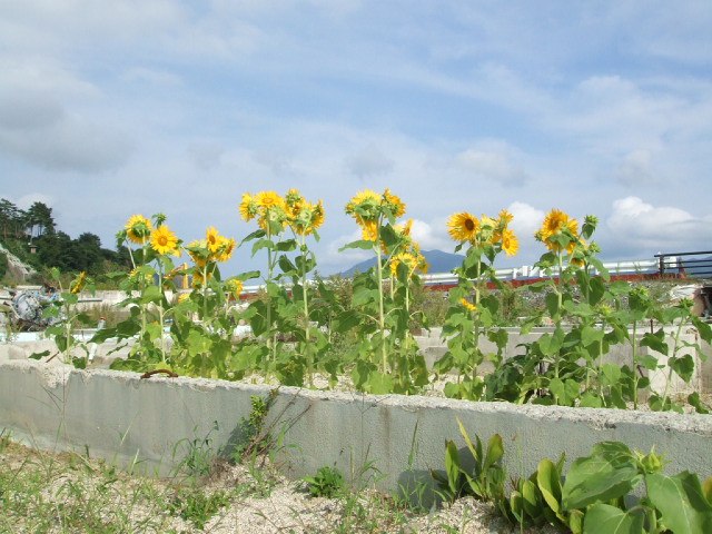 f0019498_16114867.jpg