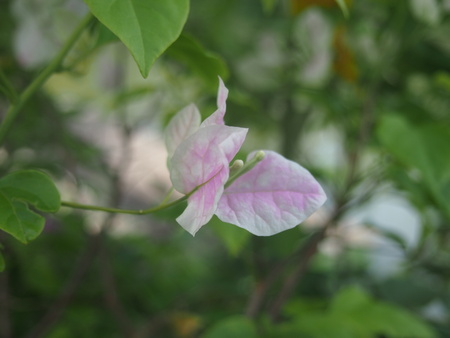 週末アユタヤ旅Ⅲ　犬とお花編_a0286010_19185033.jpg