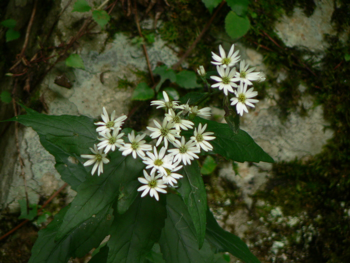 f0219710_1229294.jpg