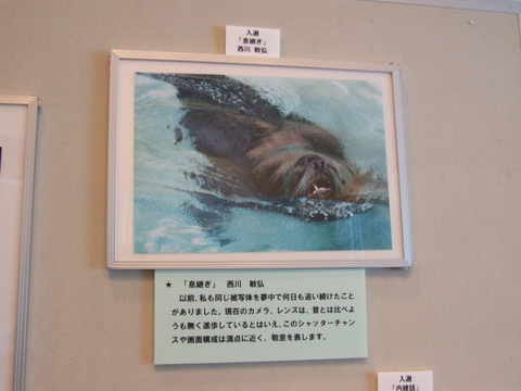 第19回 アマチュア動物写真コンクール 入選 「息継ぎ」_a0288226_052143.jpg