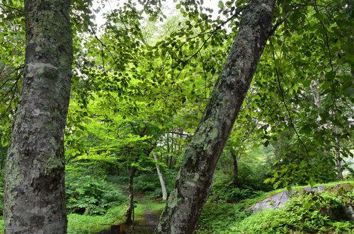 軽井沢旅行④　RIOさんのお散歩道で森林浴_f0124830_23422127.jpg