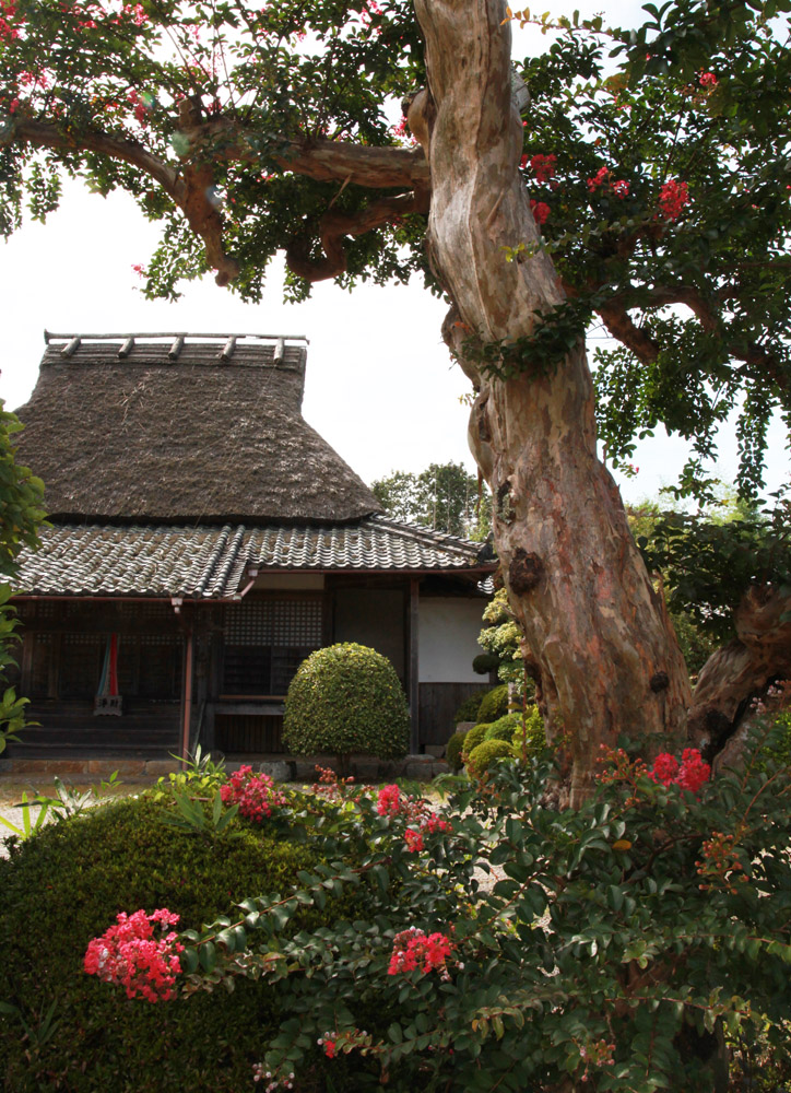 奈良市　藺生町（いうちょう）　青龍寺　サルスベリ_c0108146_23451131.jpg