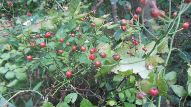 b0247153_1039835.jpg