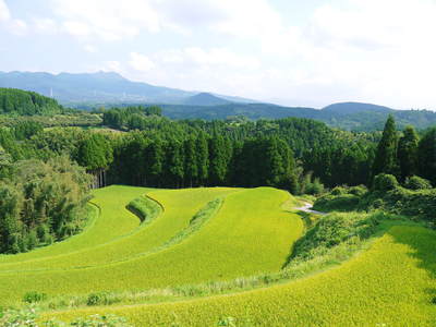菊池水源棚田米 最高の水で育ったお米_a0254656_1722296.jpg