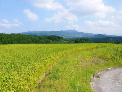菊池水源棚田米 最高の水で育ったお米_a0254656_17301524.jpg
