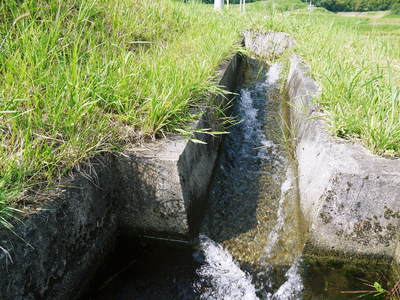 菊池水源棚田米 最高の水で育ったお米_a0254656_1738265.jpg