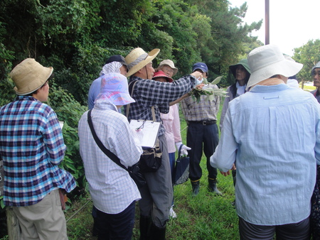 定例植物観察　in　せんなん里海公園_c0108460_17113127.jpg