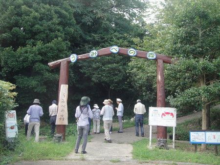 定例植物観察　in　せんなん里海公園_c0108460_1755444.jpg