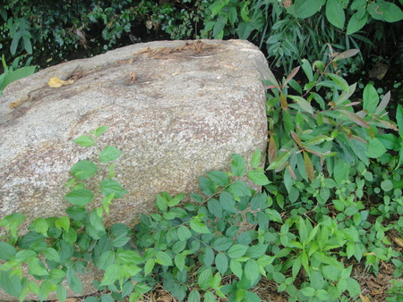 定例植物観察　in　せんなん里海公園_c0108460_1852048.jpg