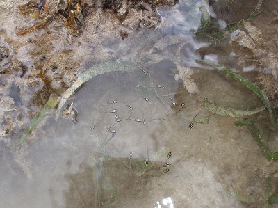 c0180460_137580.jpg