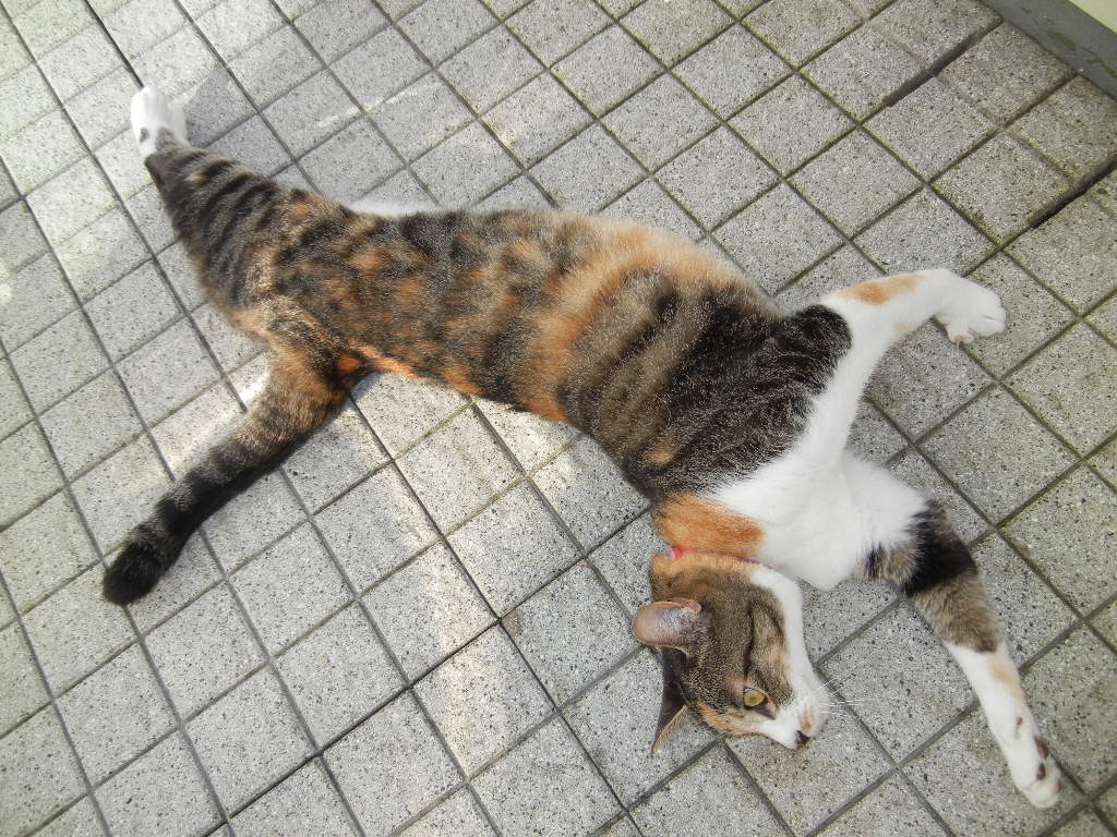 ’12,9,13(木)今日も暑いけど・・・!_f0060461_923939.jpg