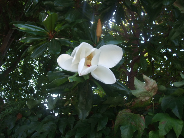 c0115366_1313865.jpg