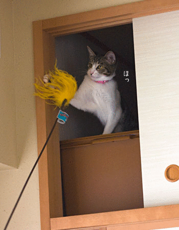 a0119470_20131229.gif