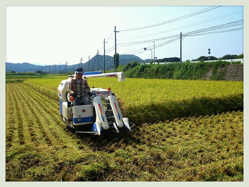 稲刈り日よりです!_a0200771_1625662.jpg