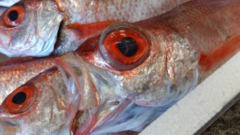 高級魚「ノドグロ」ってご存知ですか?_d0182179_18454985.jpg