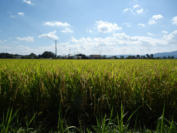 9月13日の田んぼ(上目黒小・枝野小)_d0247484_15173775.jpg