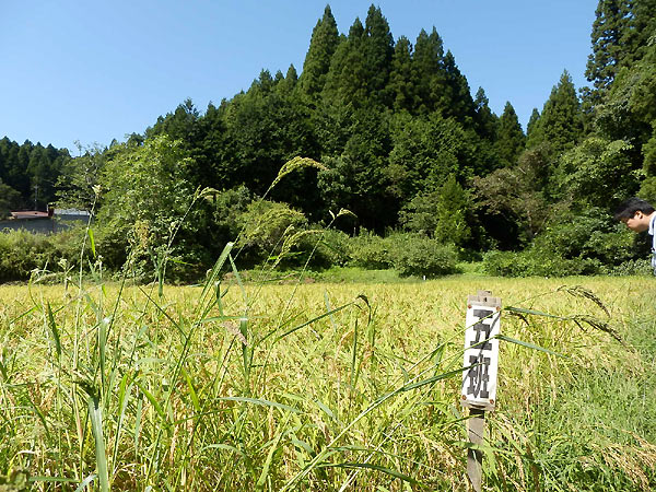 9月13日の田んぼ(月光原小・西根小)_d0247484_15522691.jpg