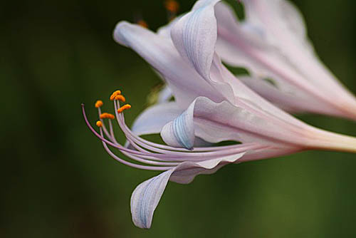ヒガンバナ 3 3 にベニシジミ タヌキノカミソリ 子猫の迷い道