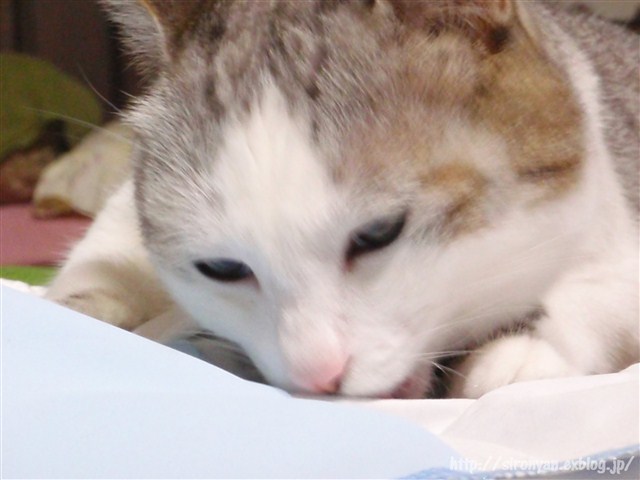 a0159490_16321886.jpg