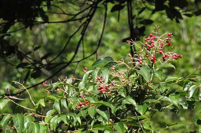 e0070891_20375211.jpg