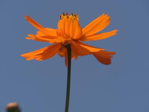 キバナコスモス_b0105897_17183496.jpg
