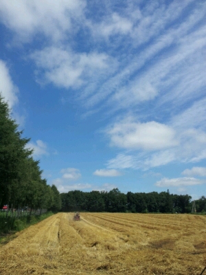 a0164408_17244098.jpg