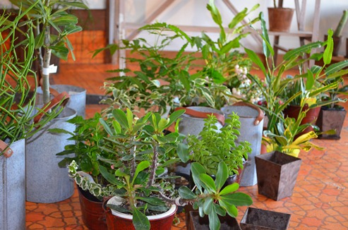 植物 新入り_d0263815_16242864.jpg
