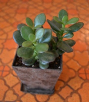 植物 新入り_d0263815_1644764.jpg