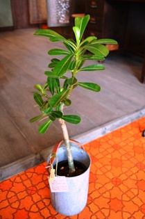 植物 新入り_d0263815_1645851.jpg
