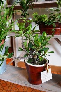 植物 新入り_d0263815_16464335.jpg
