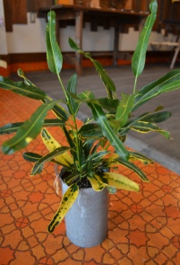 植物 新入り_d0263815_16482151.jpg