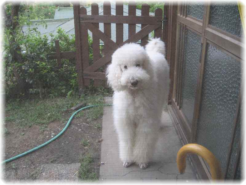 家族とのお出かけ☆　葉山で食べ歩き＆愛犬との海辺でのお散歩　☆_b0194520_14575189.jpg