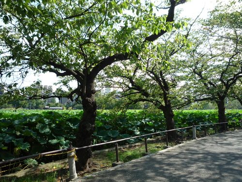 上野で芸術の秋?!_b0211926_19363746.jpg