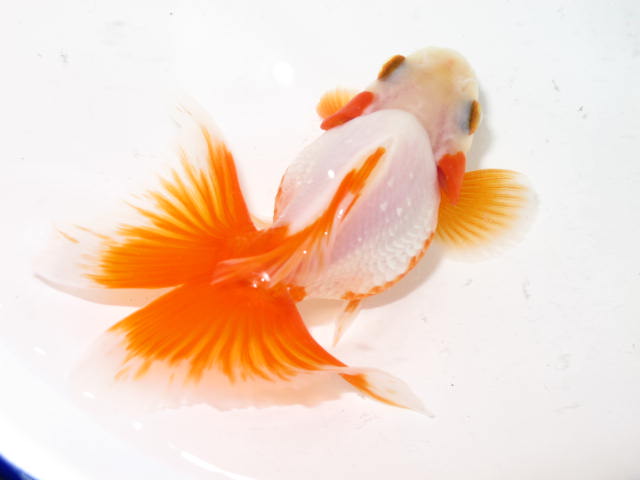 ズバリ 美しいでしょう フルタニ金魚倶楽部blog