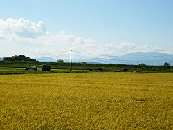 角田でも稲刈りがはじまりました!_d0247345_11265245.jpg