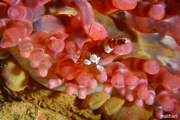 e0158261_16134487.jpg