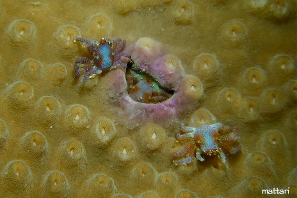 e0158261_16135266.jpg