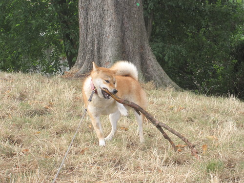 ビュットショーモン公園_a0258463_0431880.jpg