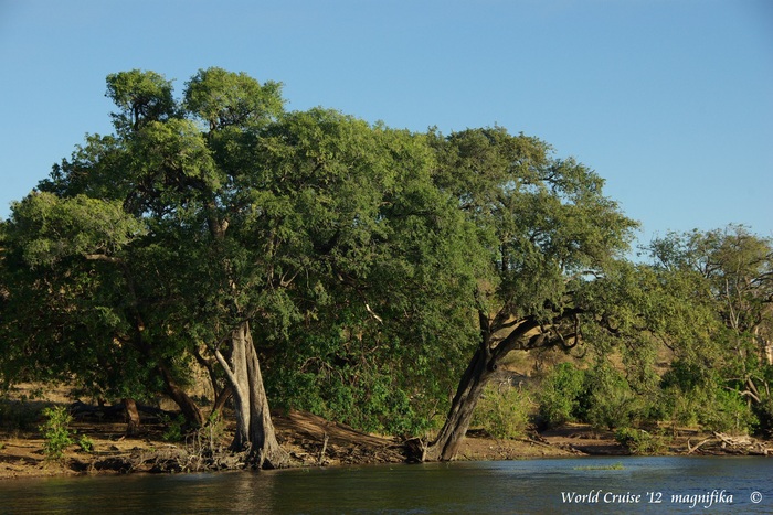 Africa-8　チョべ川クルーズ バッファロー /Chobe River Cruise　Buffalo_e0140365_2203266.jpg